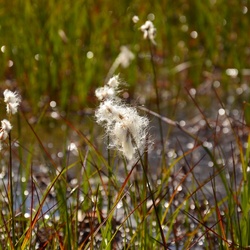 2015-07 Savoie/Lac blanc/DSC_0283.JPG